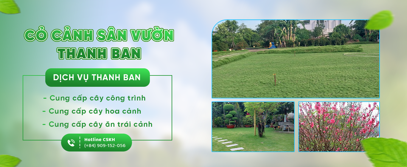 Cỏ cảnh Thanh Ban