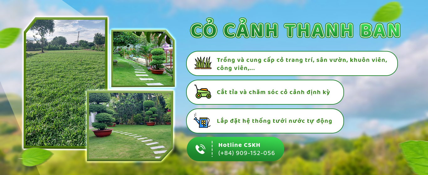 Trông và cung cấp cỏ cảnh các loại