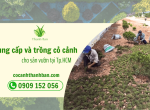 Đơn vị cung cấp cỏ cảnh giá tốt tại HCM – Cỏ Cảnh Thanh Ban