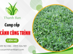 Cung cấp các loại cỏ cảnh trồng công trình tại TPHCM giá tốt