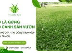 Cỏ lá gừng, cỏ cảnh sân vườn tại TPHCM - Cung cấp và thi công trọn gói