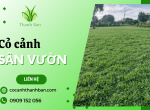 Cơ sở Thanh Ban - Trồng và cung cấp cỏ cảnh sân vườn, vỉa hè, công viên,... tại các tỉnh khu vực miền nam