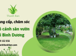 Cung cấp, chăm sóc cỏ cảnh sân vườn chuyên nghiệp tại Bình Dương