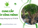 Thanh Ban chuyên cung cấp cây công trình đa dạng chủng loại tại TP.HCM