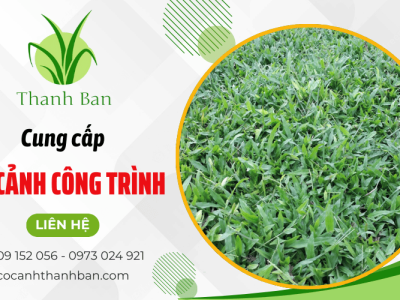 Cung cấp các loại cỏ cảnh trồng công trình tại TPHCM giá tốt
