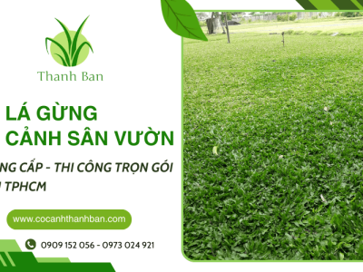 Cỏ lá gừng, cỏ cảnh sân vườn tại TPHCM - Cung cấp và thi công trọn gói