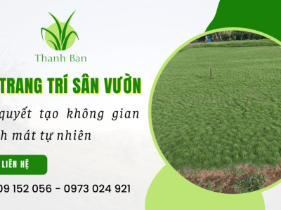 Cỏ trang trí sân vườn - Bí quyết tạo không gian xanh mát tự nhiên