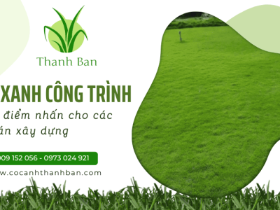 Cỏ xanh công trình - Tạo điểm nhấn thẩm mỹ cho các dự án xây dựng