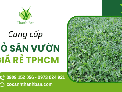 Cỏ Cảnh Thanh Ban - Chuyên cung cấp cỏ sân vườn giá rẻ TPHCM