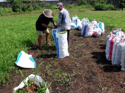 Dịch vụ cung cấp và thi công trồng cỏ cho sân vườn 