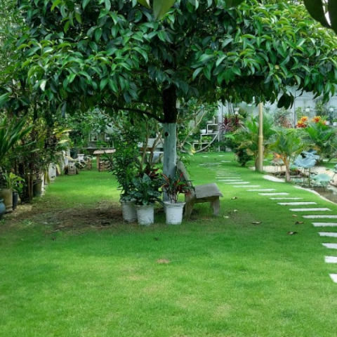 Dịch vụ chăm sóc vườn cây tận nhà