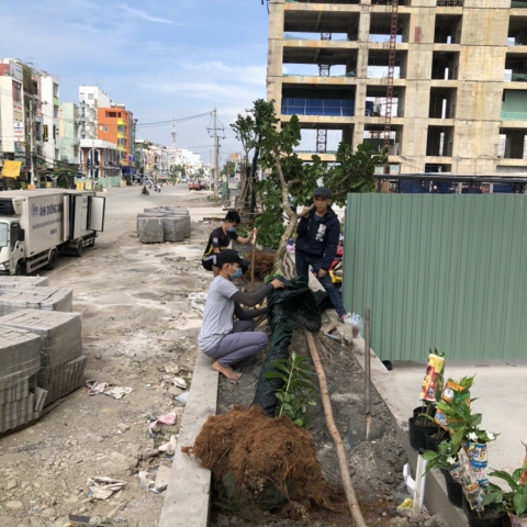 Dịch vụ chăm sóc cắt tỉa cây cảnh