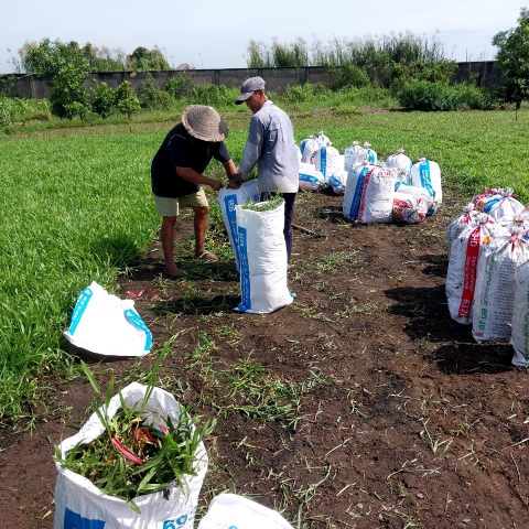 Dịch vụ cung cấp và thi công trồng cỏ cho sân vườn 