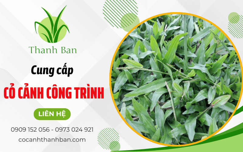 cỏ cảnh công trình