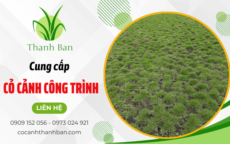 cỏ cảnh công trình