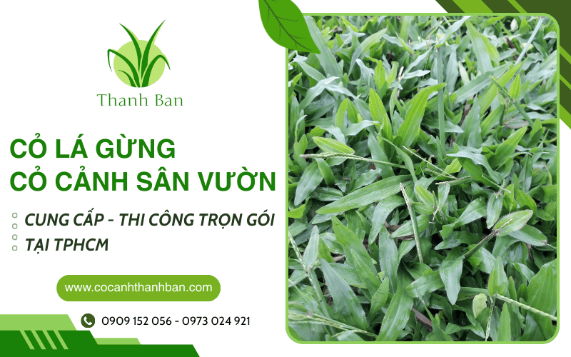 cỏ lá gừng tại TPHCM