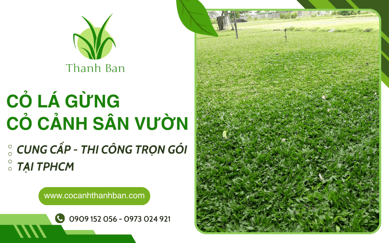 cỏ lá gừng tại TPHCM