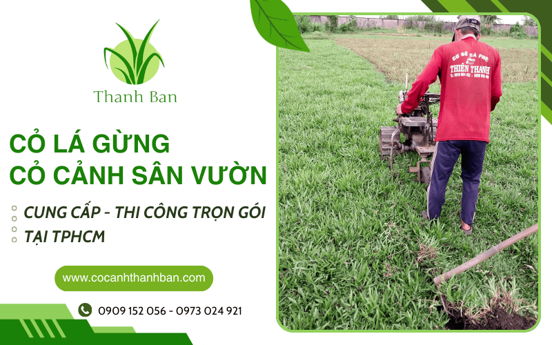 cỏ lá gừng tại TPHCM