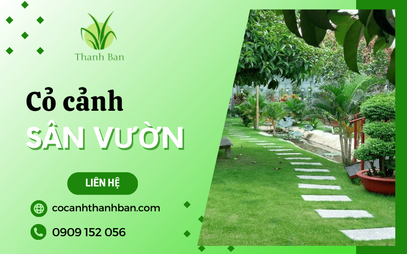 cỏ cảnh sân vườn