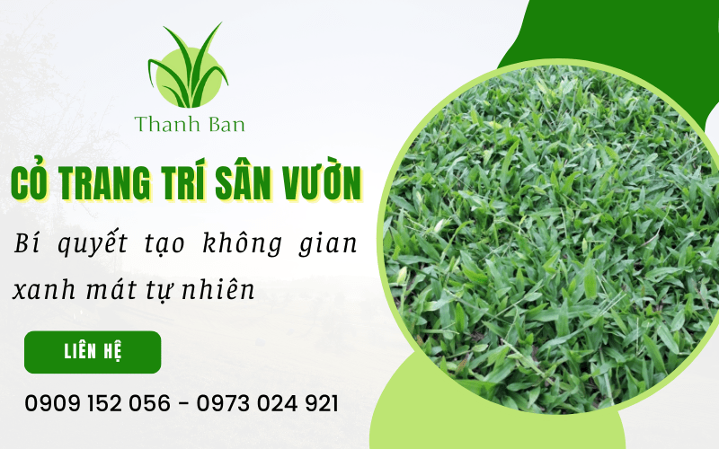 Cỏ trang trí sân vườn