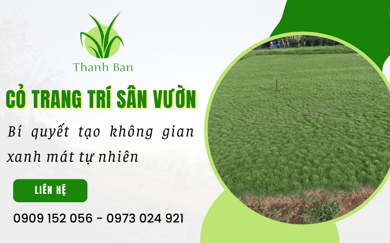 Cỏ trang trí sân vườn