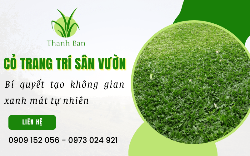 Cỏ trang trí sân vườn