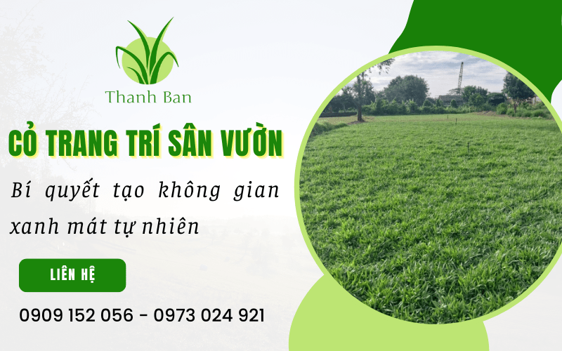 Cỏ trang trí sân vườn