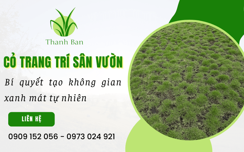 Cỏ trang trí sân vườn