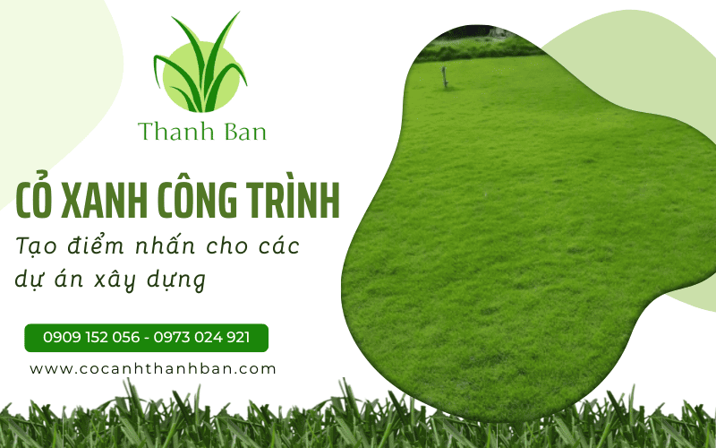 Cỏ xanh công trình