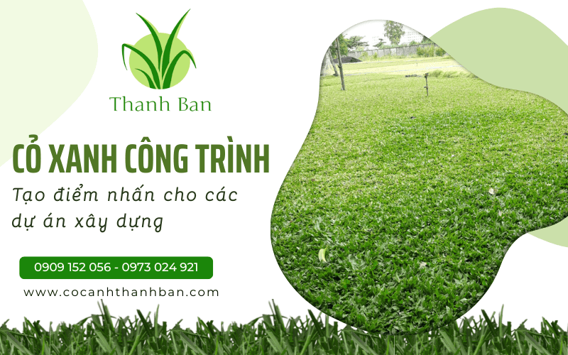 Cỏ xanh công trình