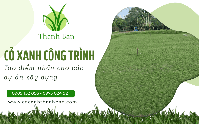 Cỏ xanh công trình