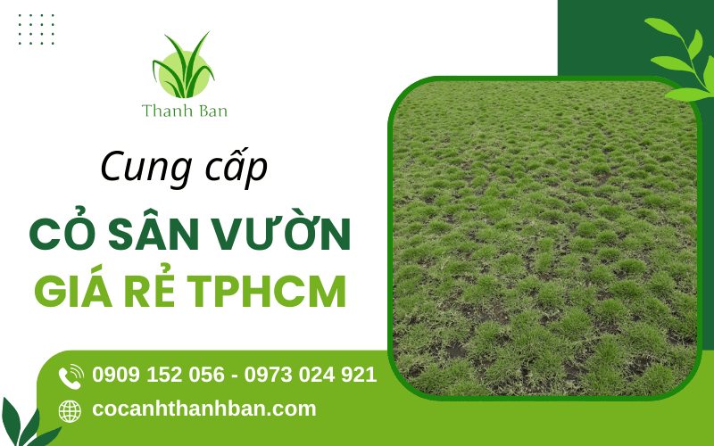 cỏ sân vườn giá rẻ TPHCM