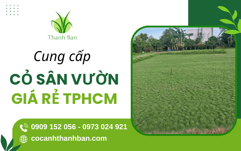 cỏ sân vườn giá rẻ TPHCM