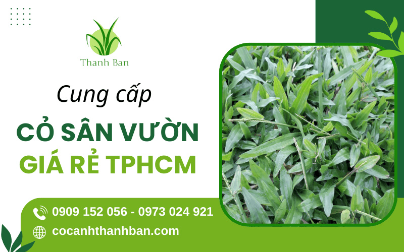 cỏ sân vườn giá rẻ TPHCM