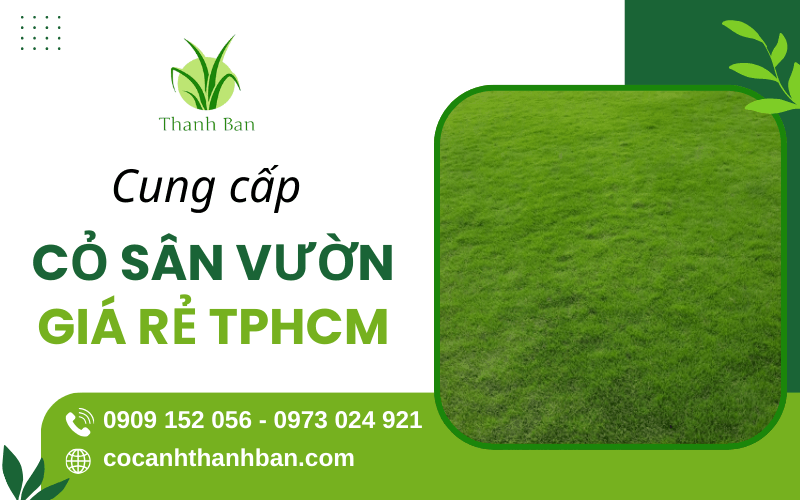 cỏ sân vườn giá rẻ TPHCM