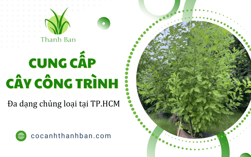 cây công trình