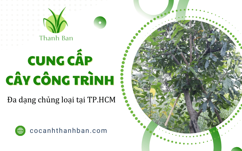 cây công trình
