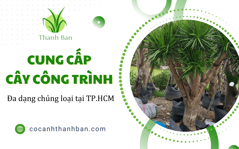 cây công trình