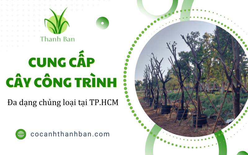 cây công trình