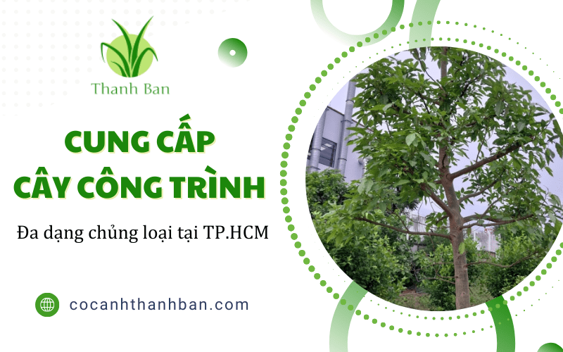 cây công trình