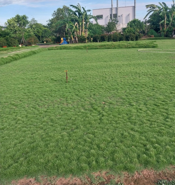 Cỏ Nhung Nhật TB-2S