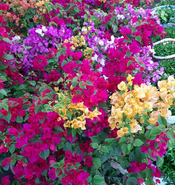 Cây Hoa Giấy Ngũ Sắc