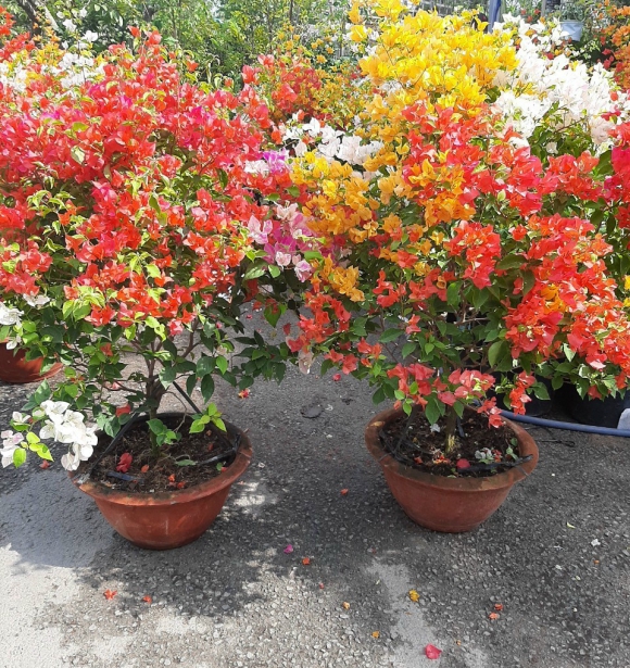 Hoa Giấy Cam Lửa