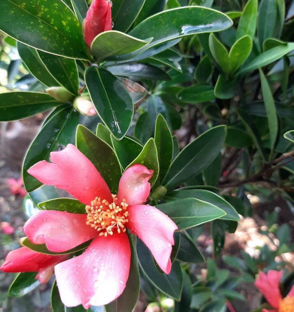 Cây Hoa Trà Tứ Quý