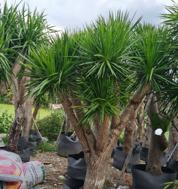 Cây Phát Tài Núi