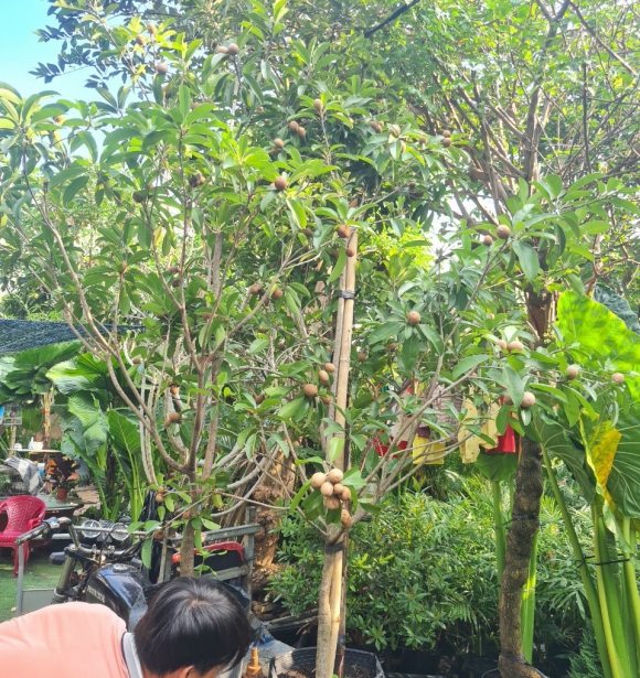 Cây Hồng Xiêm ( Sapo) 