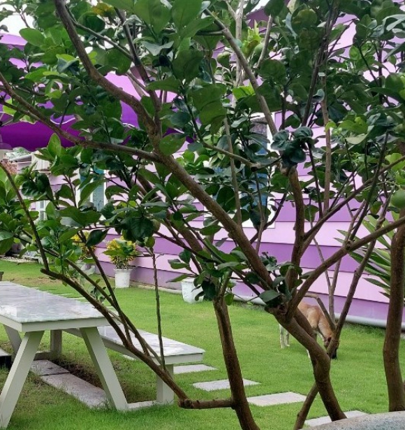 Cây Bưởi Công Trình