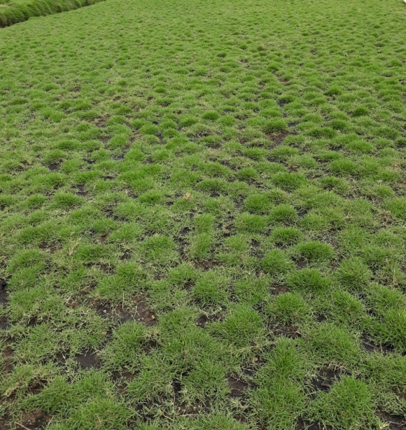 Cỏ Xanh Công Trình