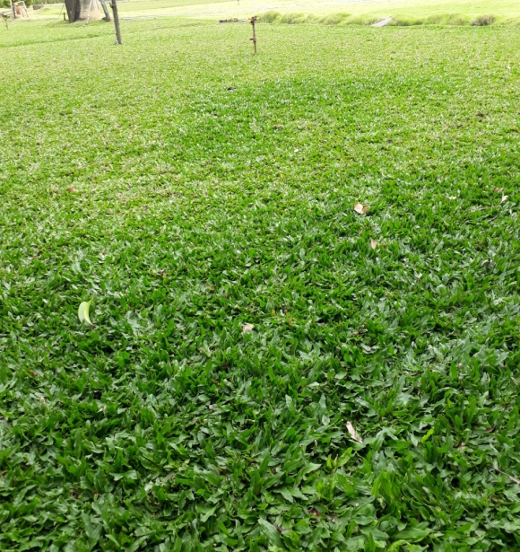 Cỏ Lá Gừng Thái