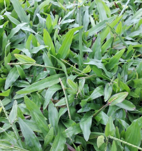 Cỏ Lá Gừng Thường